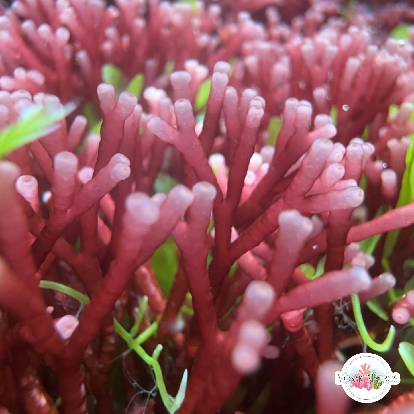 Tubular Thicket Macroalgae | Galaxaura rugosa