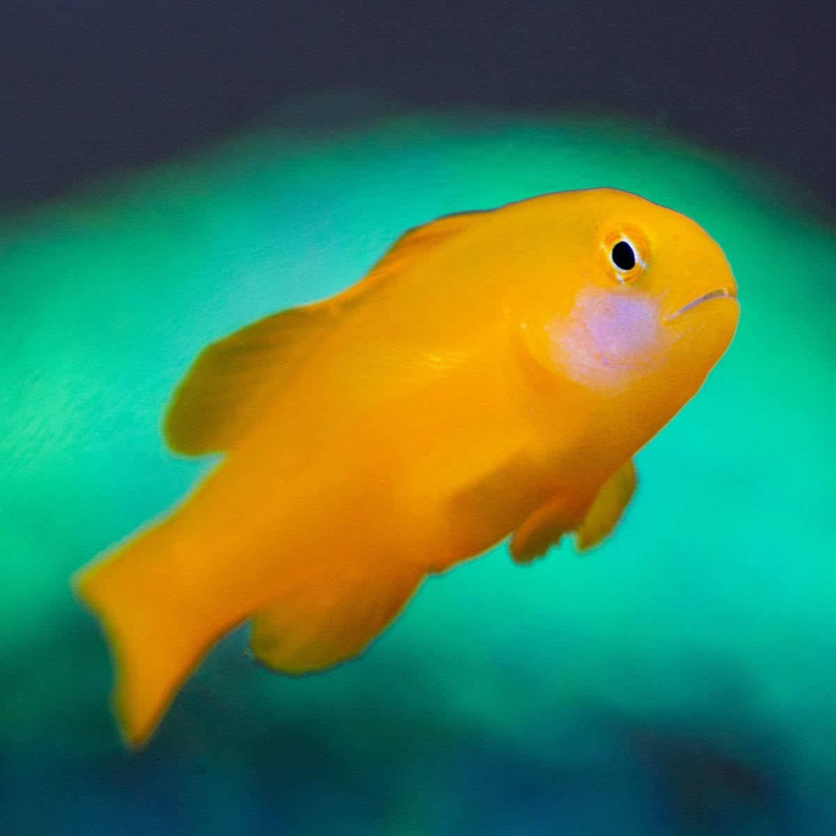 Yellow Clown Goby | Gobiodon okinawae