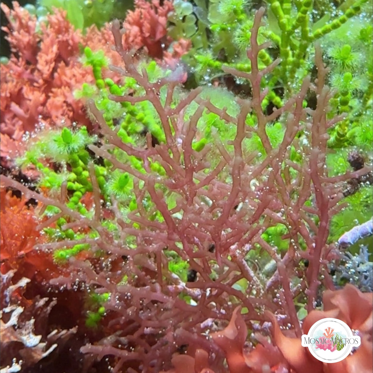 Pink Knobby Laurencia Macroalgae | Laurencia sp.