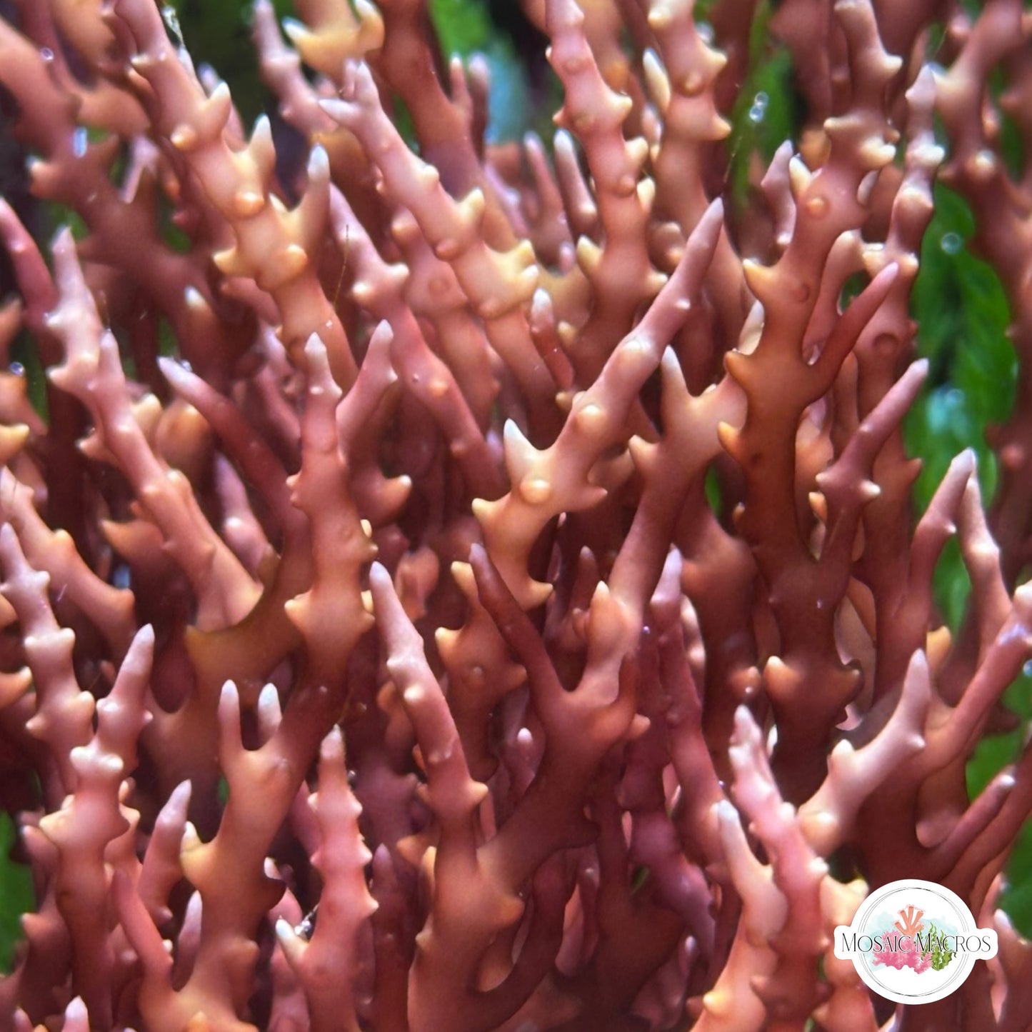 Spiny Seaweed Macroalgae | Eucheuma isiforme