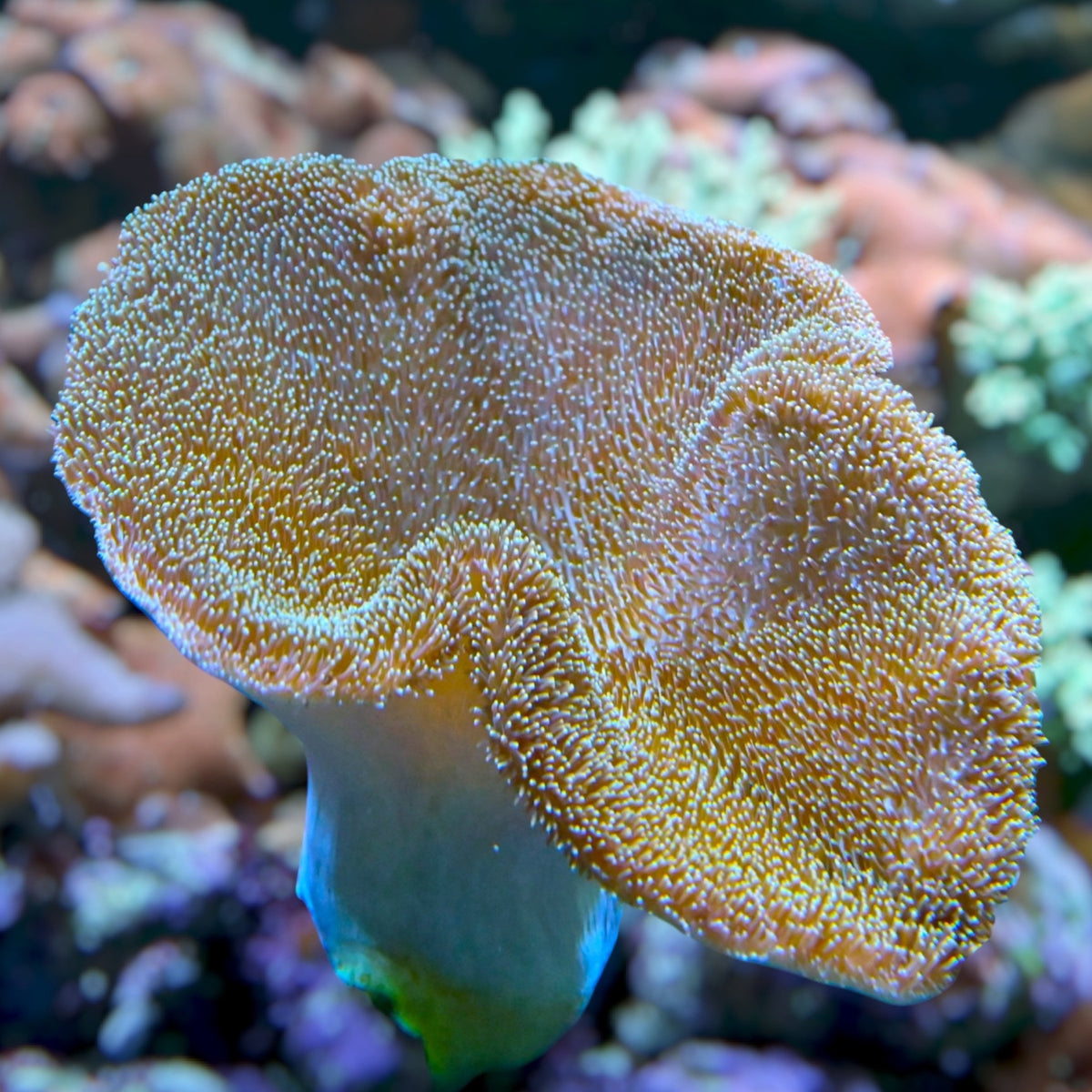 Green-Polyp Toadstool Leather | Sarcophyton sp.