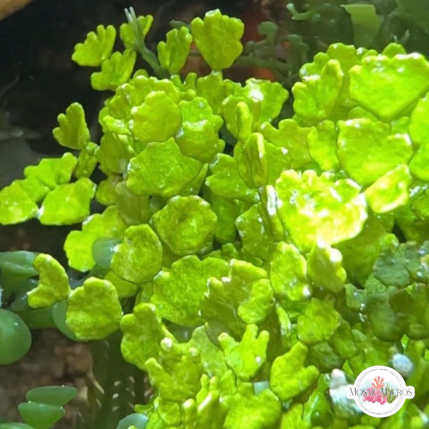Cactus Halimeda Macroalgae | Halimeda monile