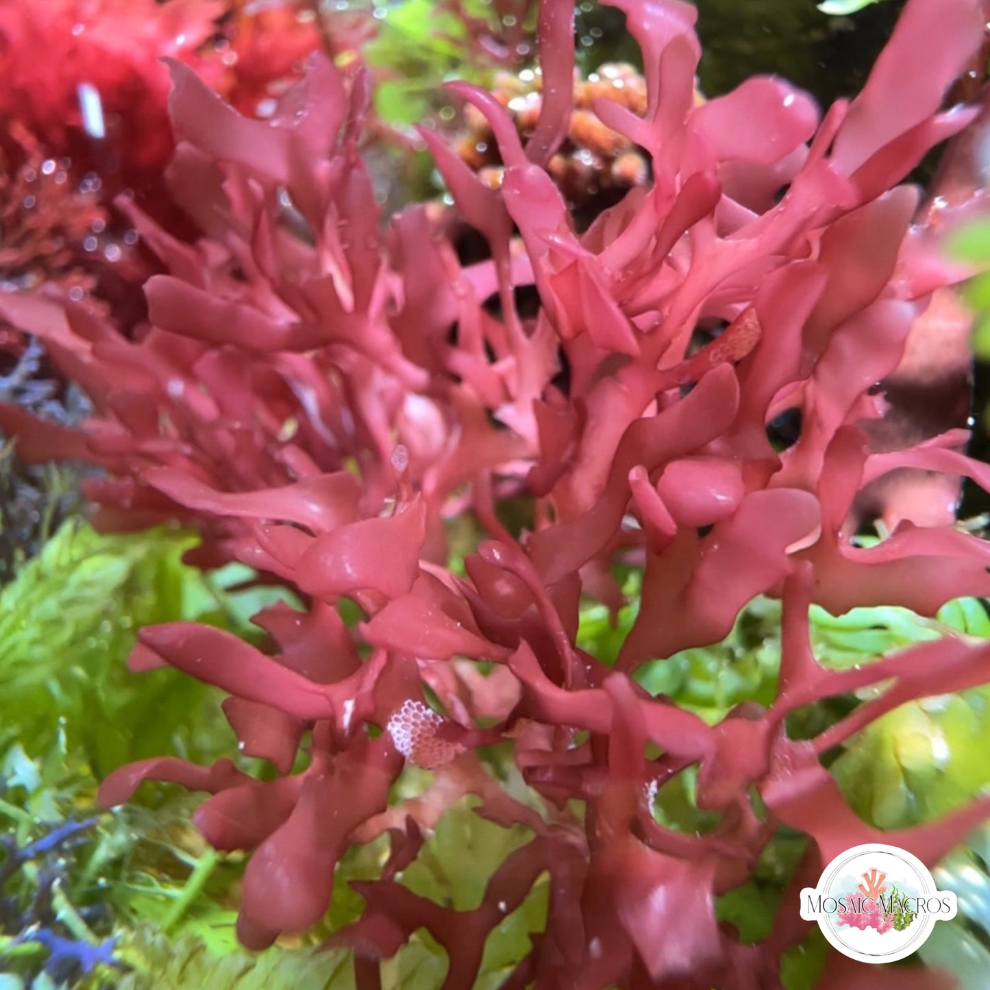 Red Bush Gracilaria Macroalgae | Gracilaria hayi