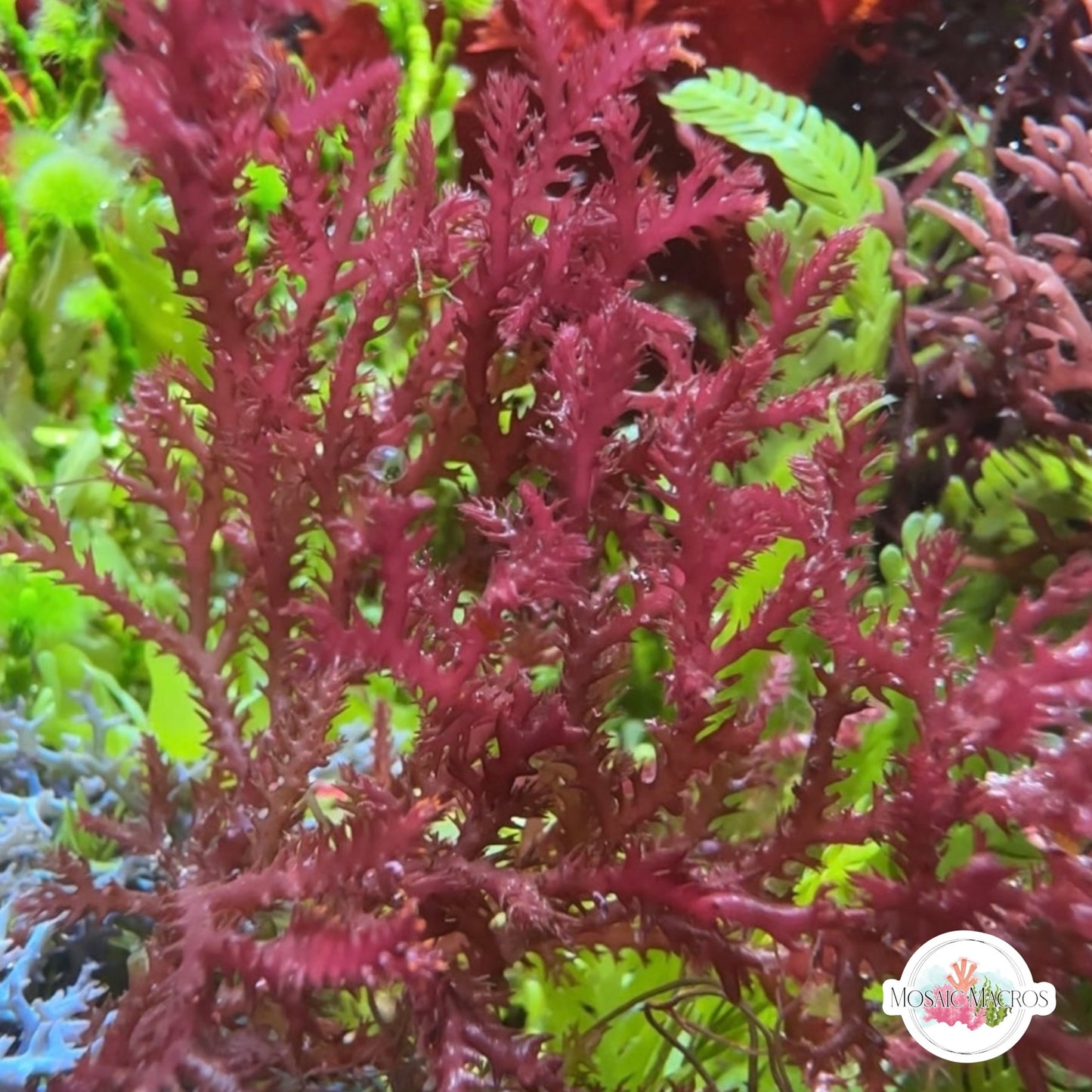 Red Razor Macroalgae | Bryothamnion triquetrum