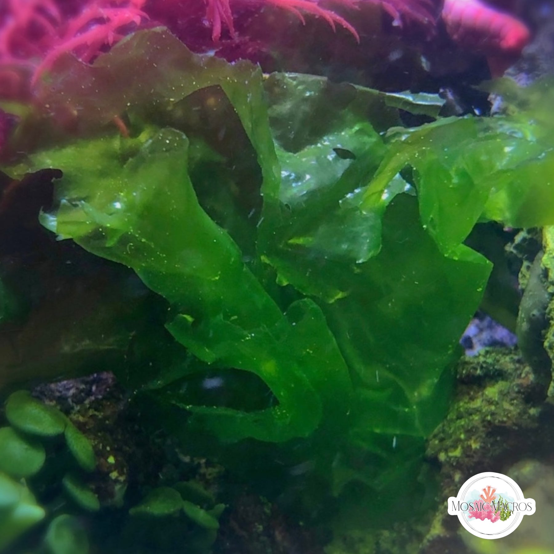 sea lettuce succulent Sea Lettuce Ulva Macroalgae