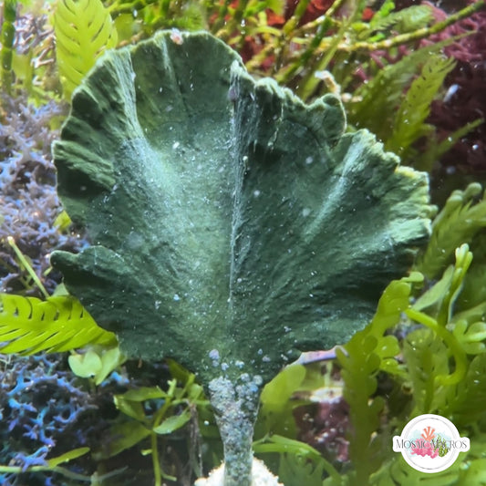 Mermaid’s Tail Macroalgae | Udotea sp.