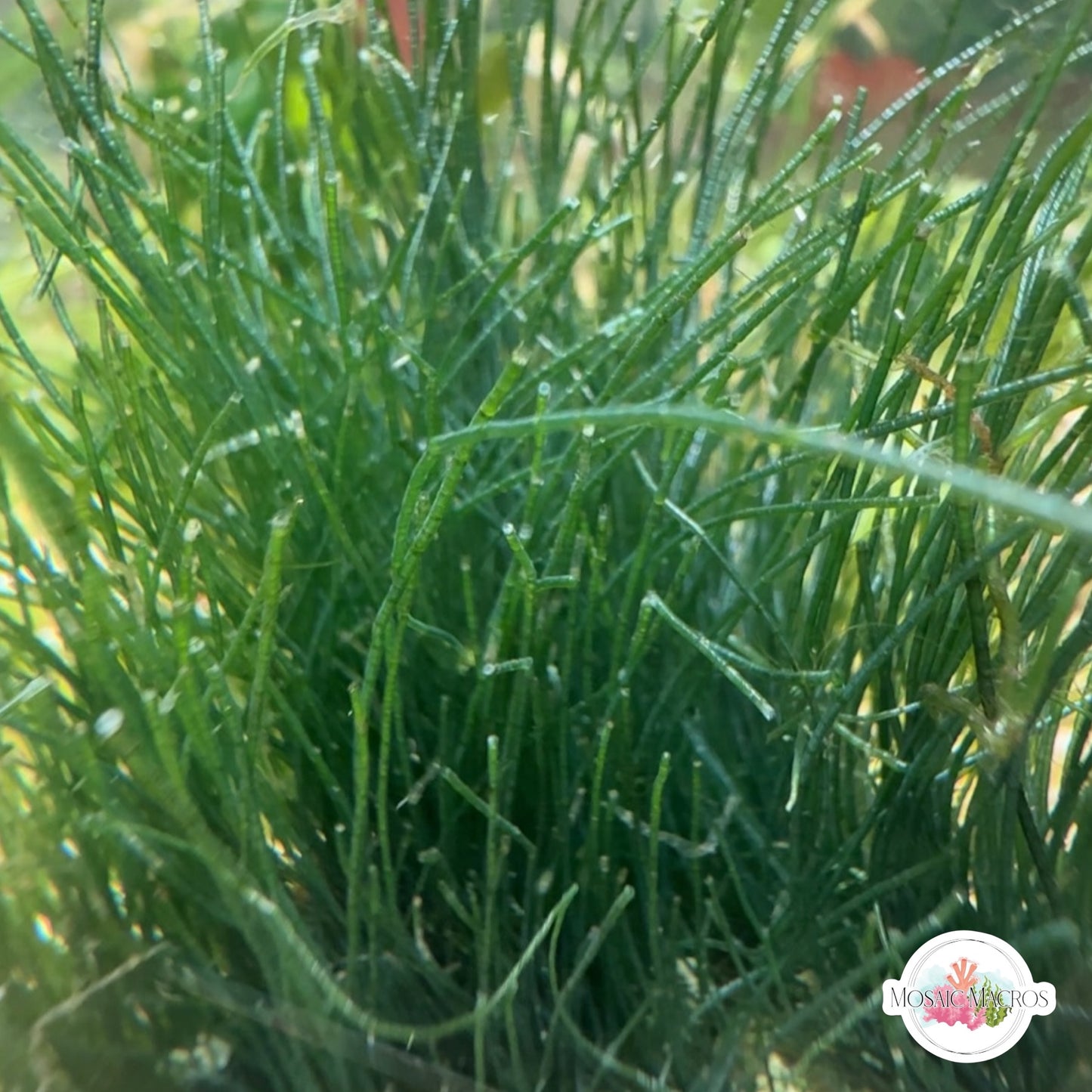 Seagrass Chaeto Macroalgae | Chaetomorpha sp.