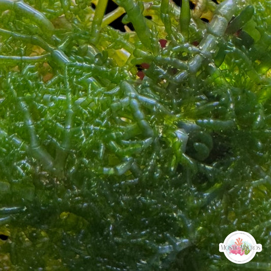 Fern Ball Macroalgae | Chaetomorpha sp.