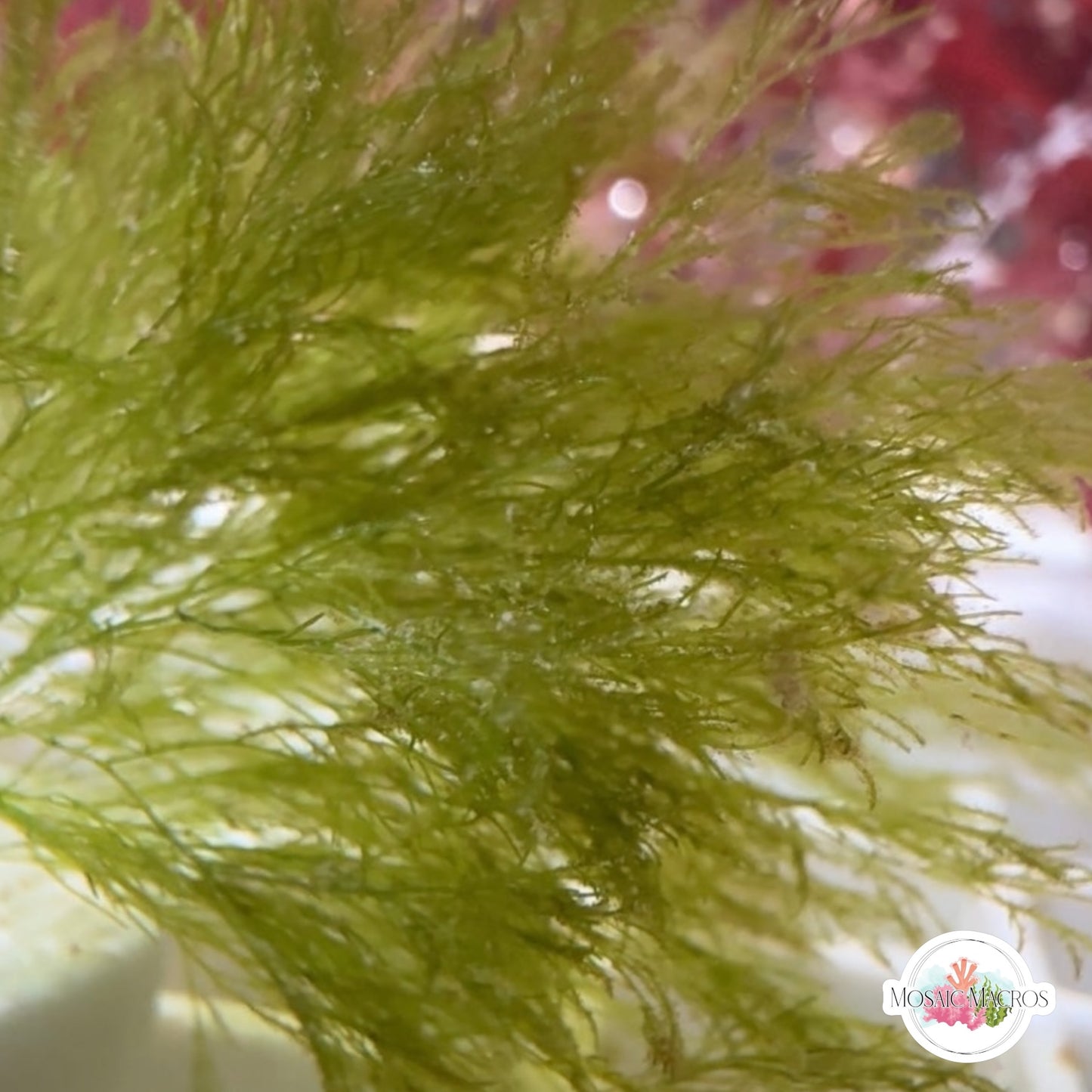 Sea Shrub Macroalgae | Unknown sp.