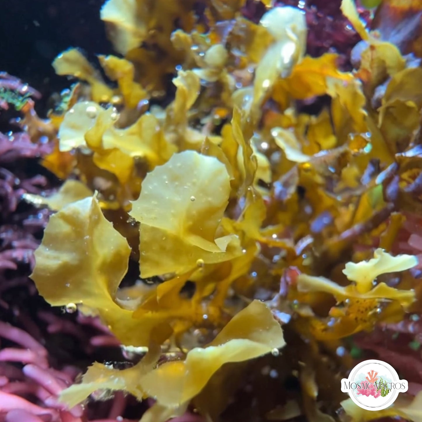 Pseudo-Kelp Macroalgae | Sargassum sp.