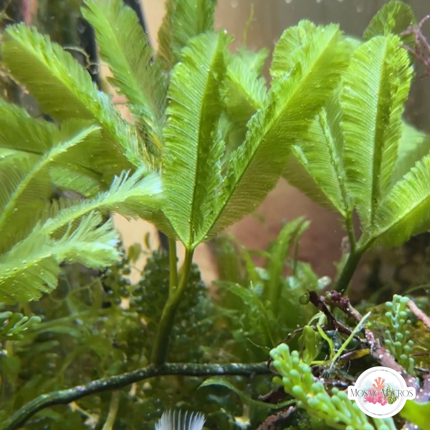 Palm Tree Caulerpa Macroalgae | Caulerpa paspaloides