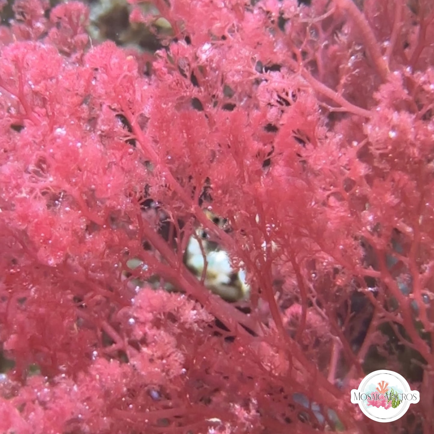 Flamingo Feather Macroalgae | Heterosiphonia gibbesii