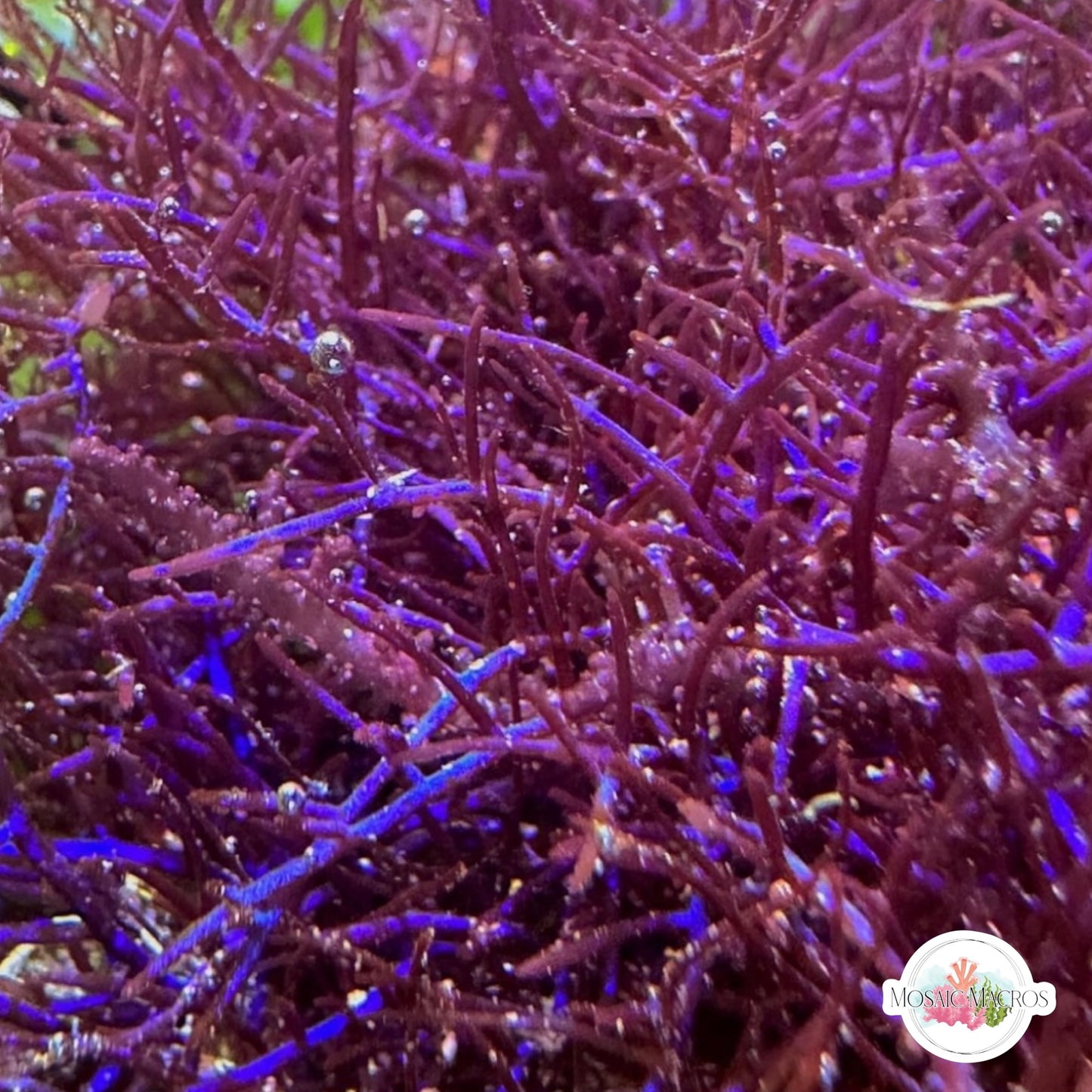 Iridescent Wire Macroalgae | Coelothrix irregularis