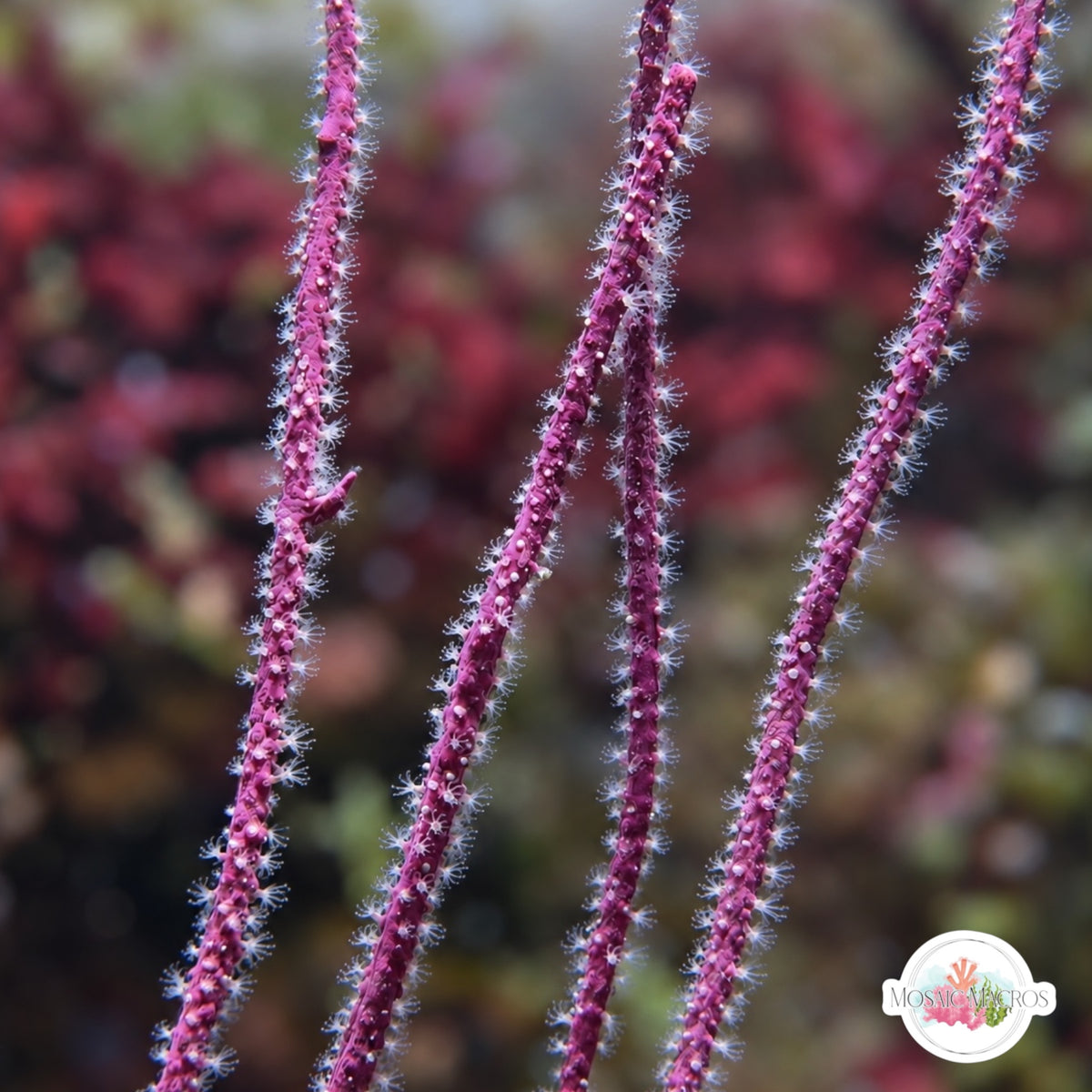 Purple Sea Whip | Leptogorgia vigulata