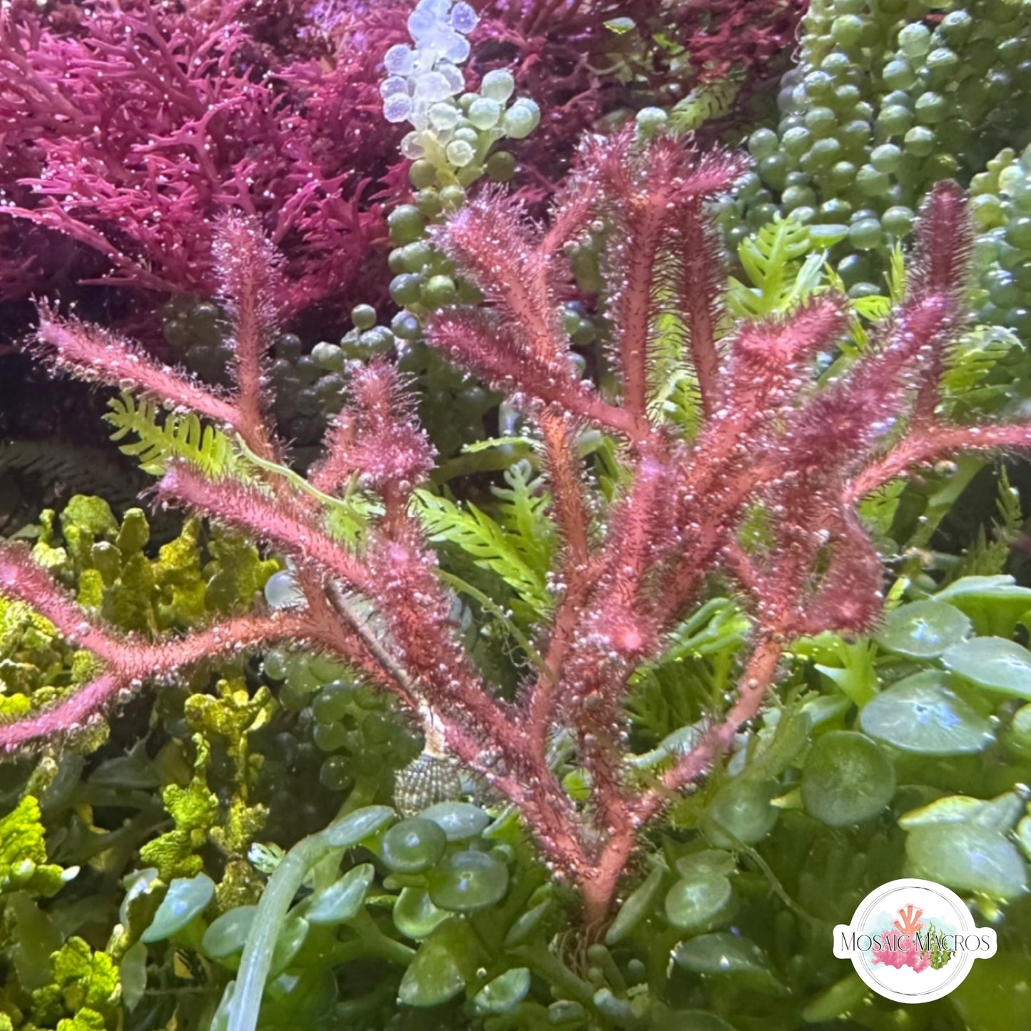 Fuzzy Antler Macroalgae | Digenea simplex