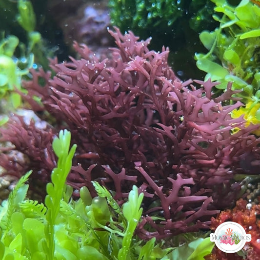 Purple Gracilaria Macroalgae | Gracilaria corticata