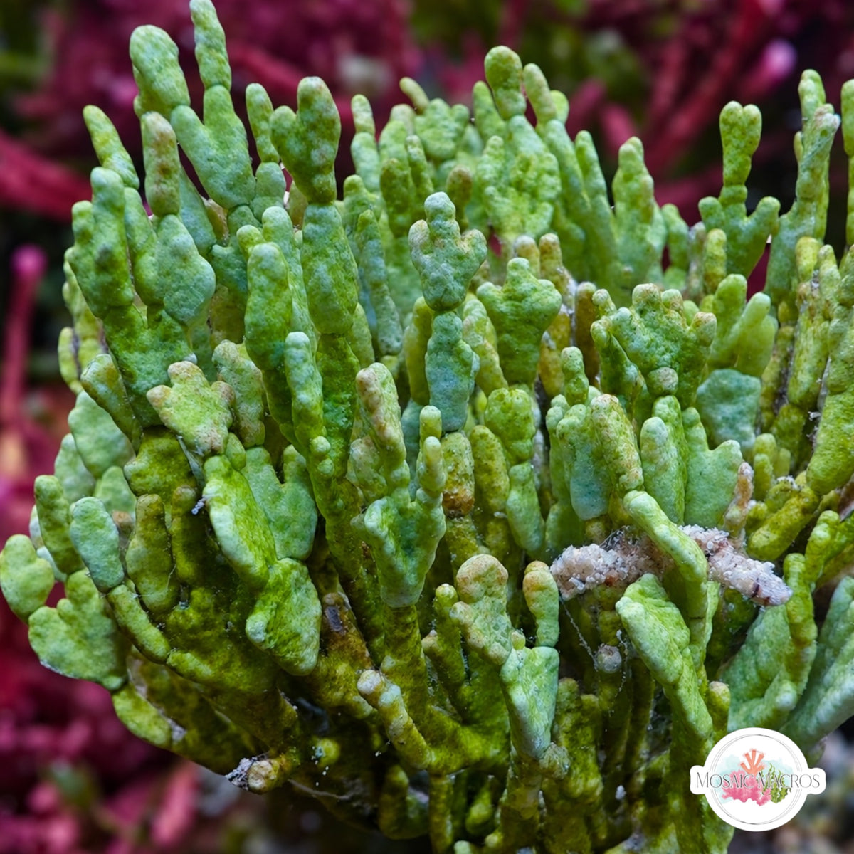 Forked Halimeda Macroalgae | Halimeda incrassata