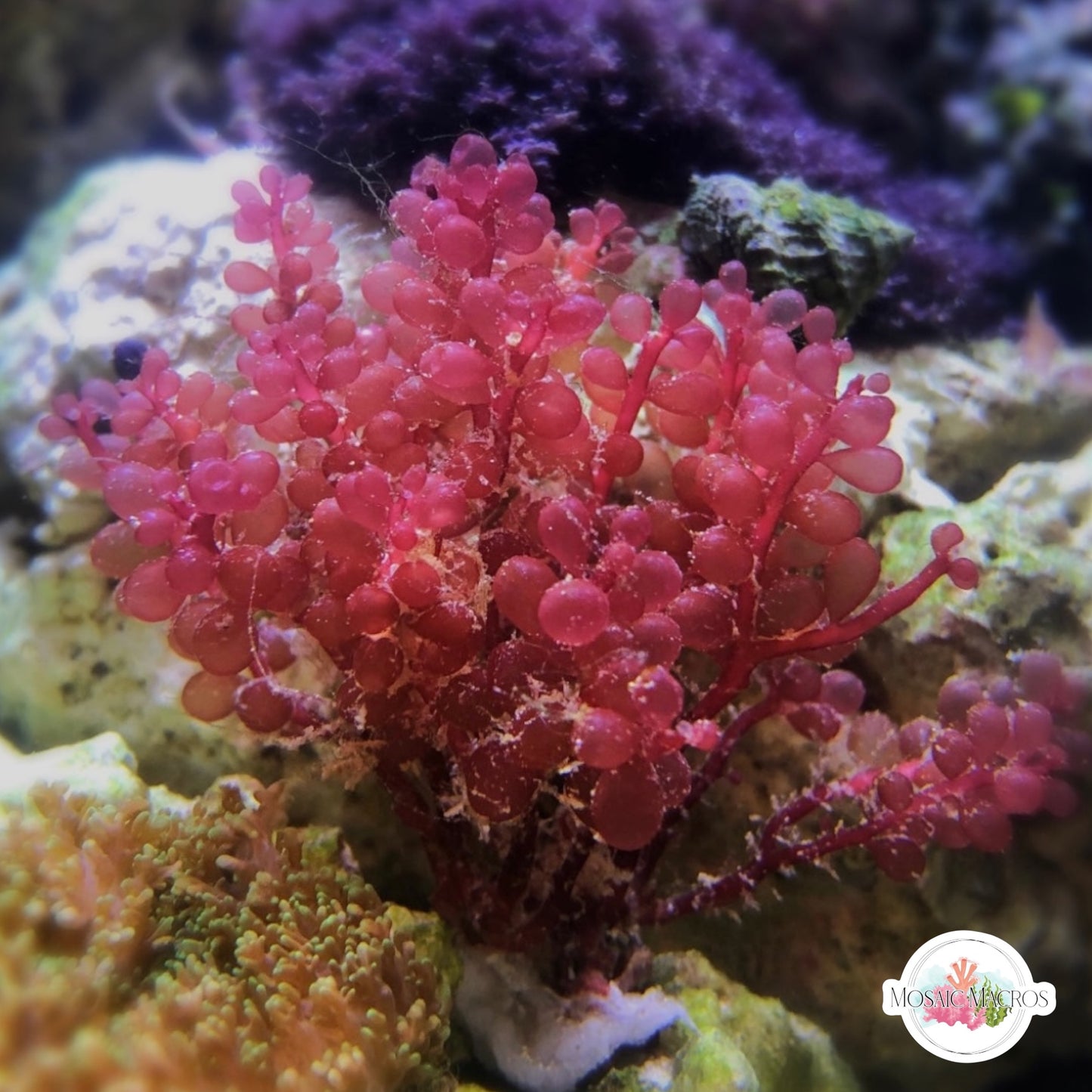 Red Grape Macroalgae | Botryocladia occidentalis