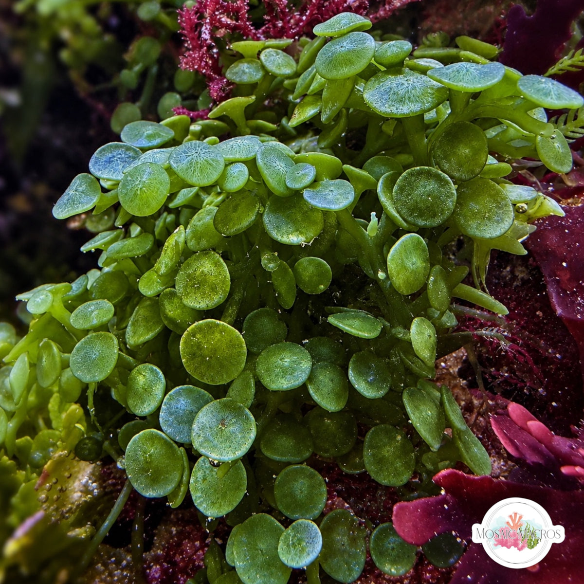 Suction Cup Caulerpa Macroalgae | Caulerpa racemosa var. Peltata
