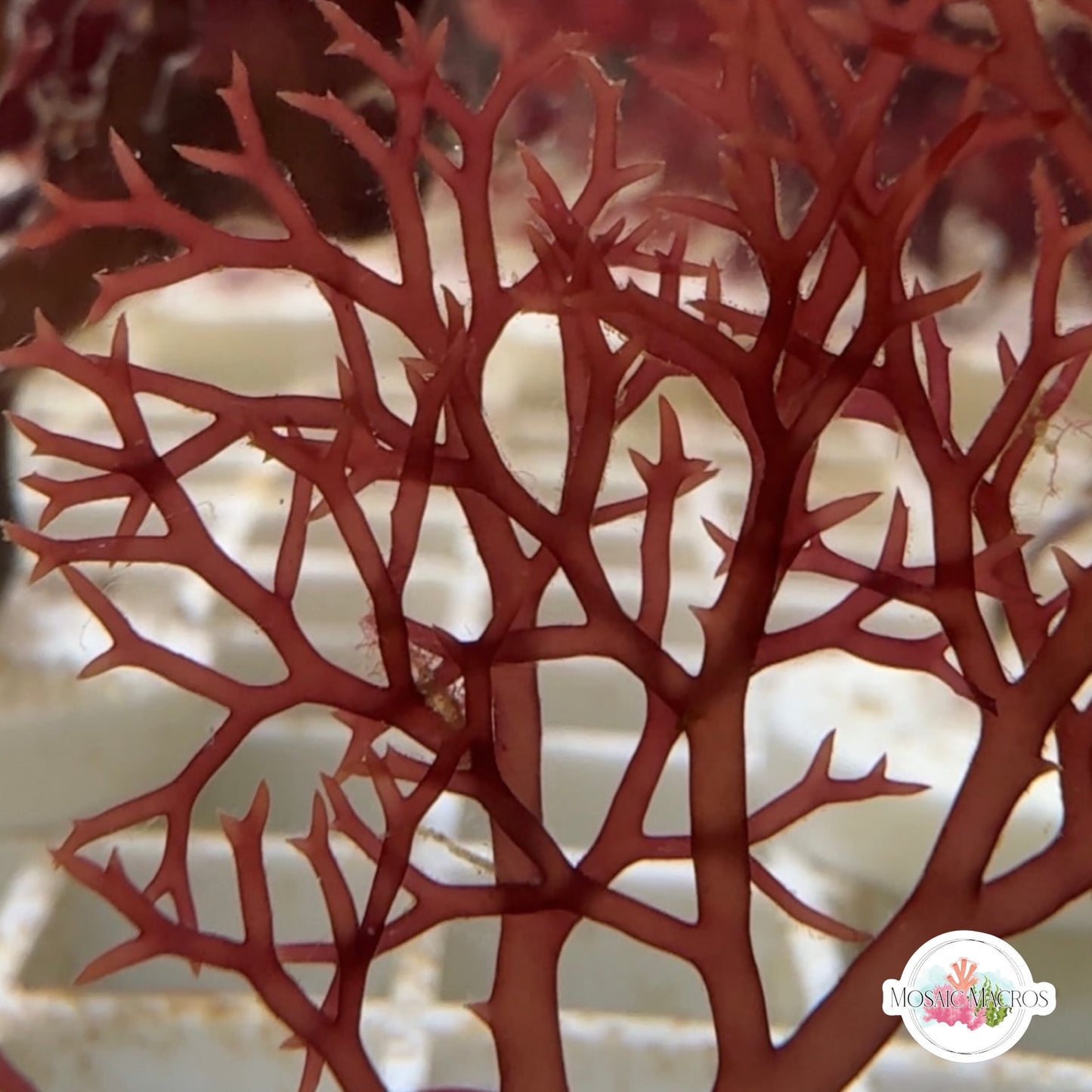 Intricate Fan Macroalgae | Gracilaria sp.
