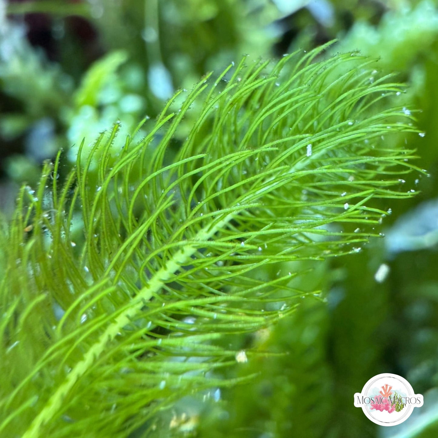 Cat Tail Caulerpa Macroalgae | Caulerpa crispata