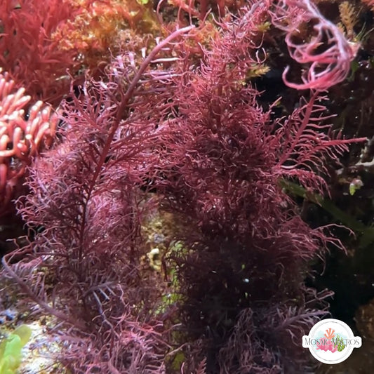 Purple Palms Macroalgae | Gelidium sp.