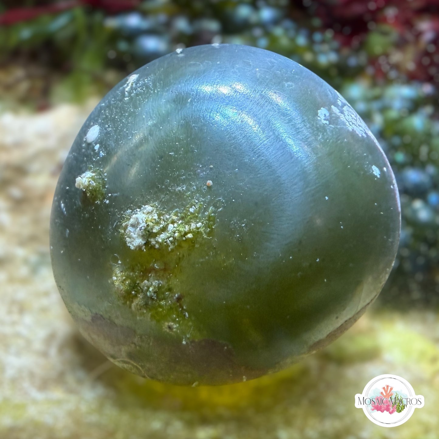 Sailor’s Eyeball Macroalgae | Valonia ventricosa