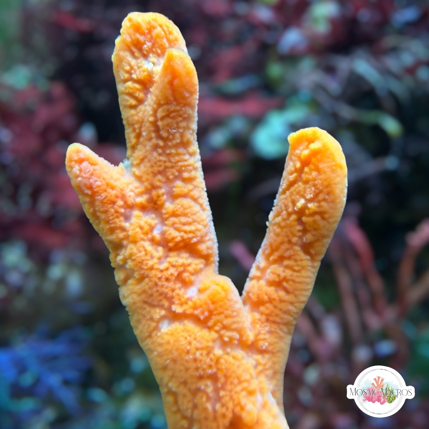 Orange Finger Sponge | Amphimedon sp.