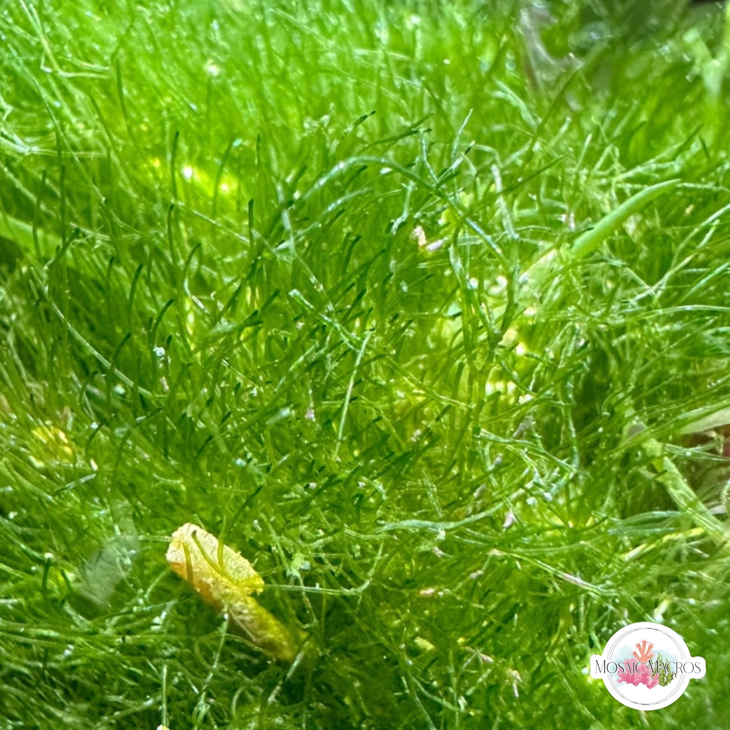 Maiden’s Hair Macroalgae | Chlorodesmis sp.