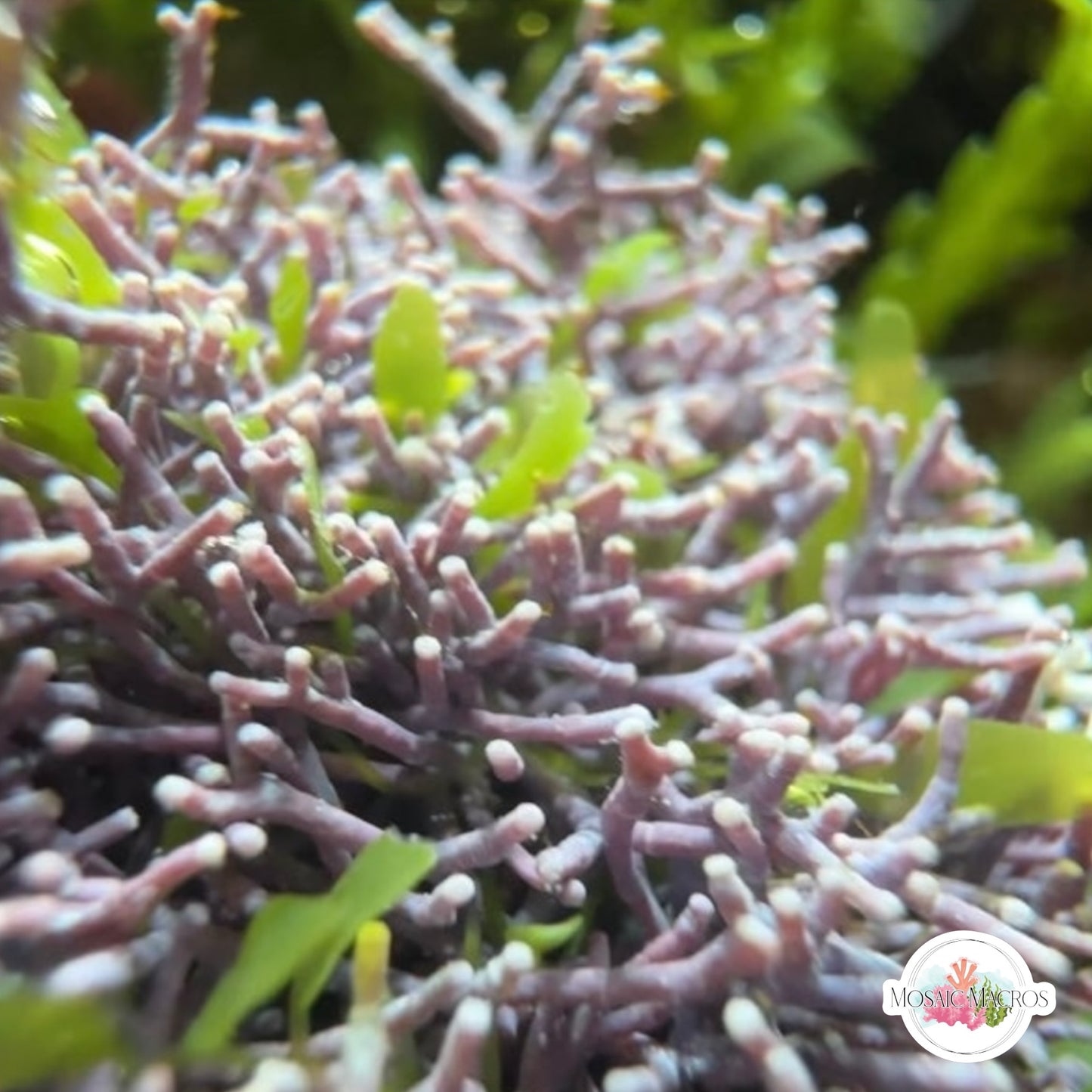 Thin Branching Coralline Macroalgae | Corallina sp.