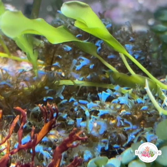 Iridescent Dictyota Macroalgae | Dictyota sp.