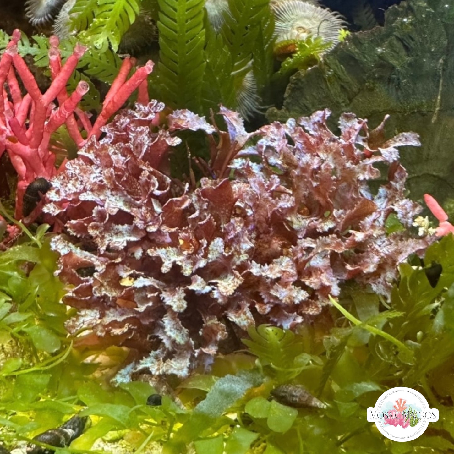 Iridescent Corkscrew Macroalgae | Unknown sp.