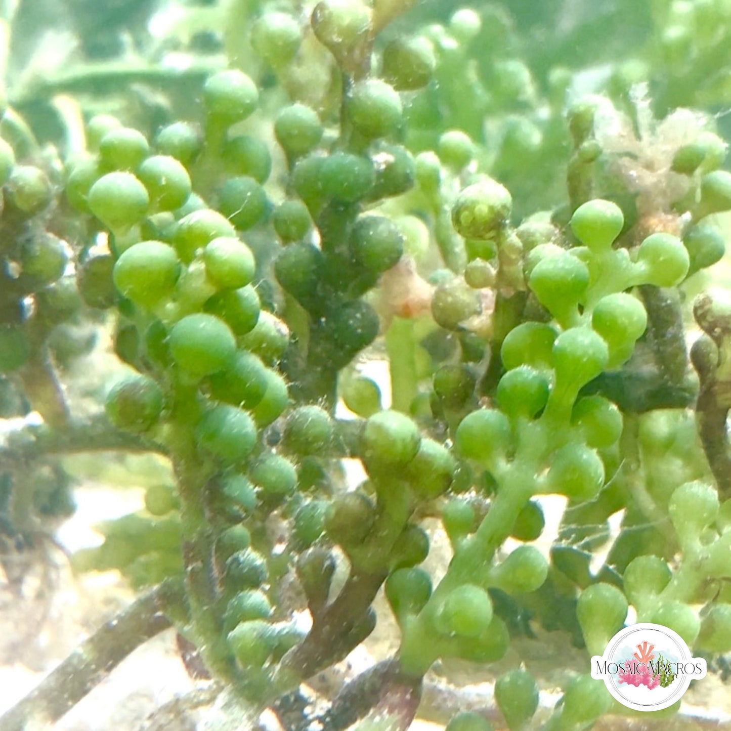Green Bulb Caulerpa Macroalgae | Caulerpa racemosa var. Macrophysa