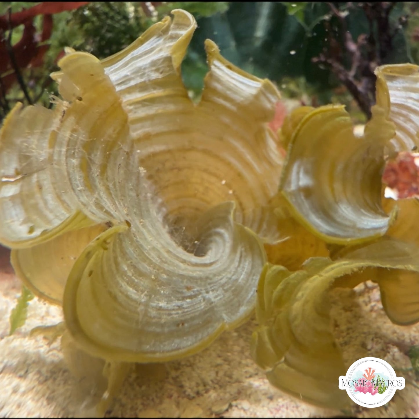 Golden Scroll Macroalgae | Padina sanctae-crucis