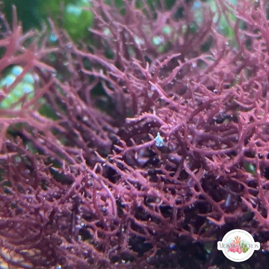 Purple Hypnea Macroalgae | Hypnea sp.