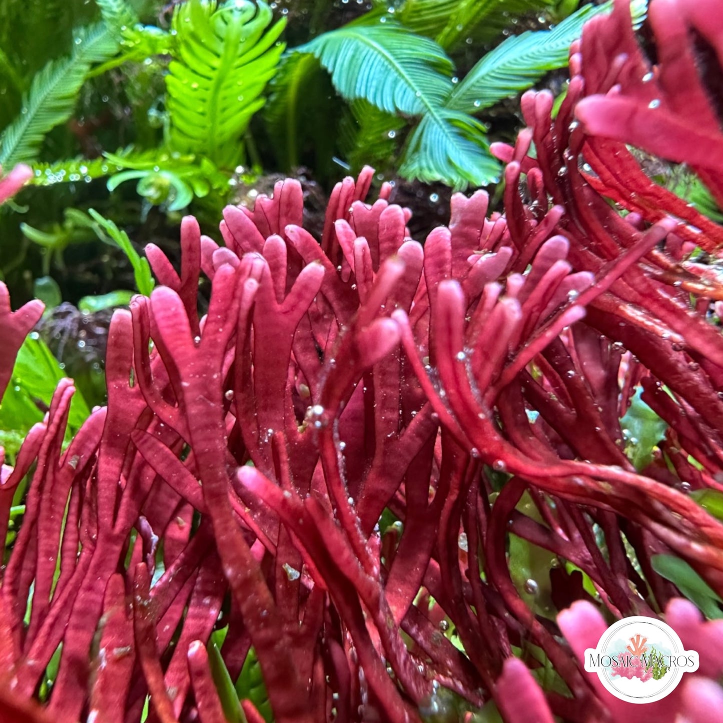 Flat-Branched Pink Thicket Macroalgae | Dichotomaria marginata