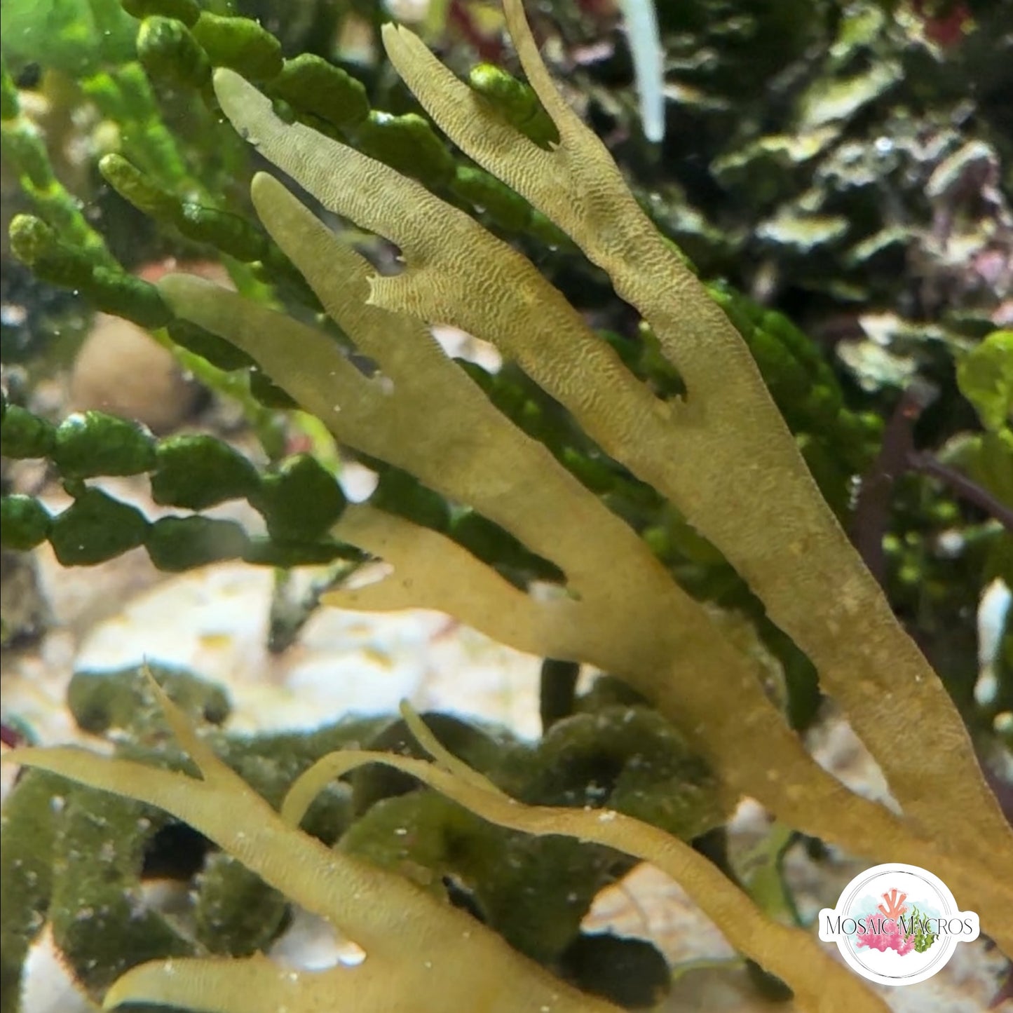 Brown Forked Macroalgae | Dictyota sp.