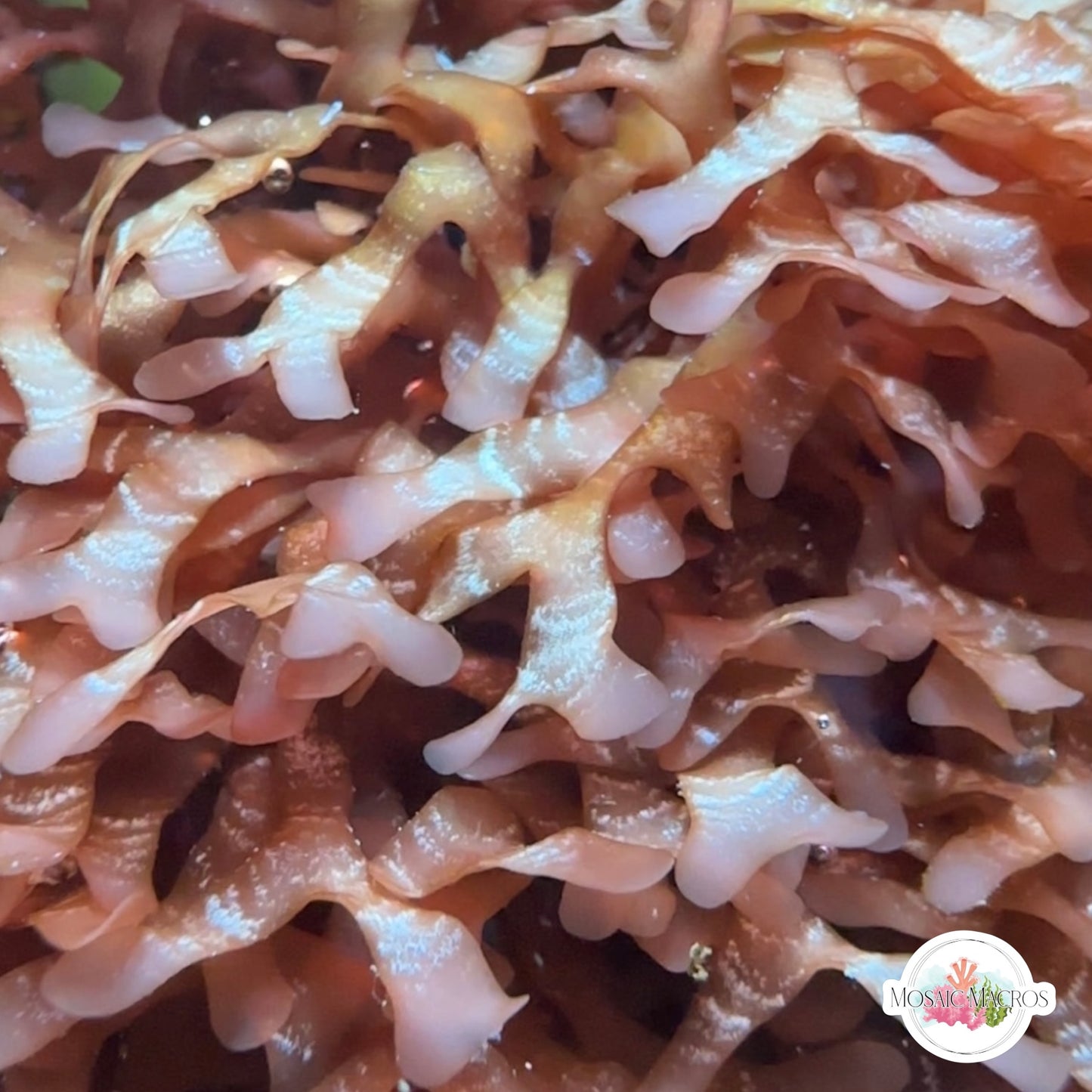 Flat-Branched Striped Gracilaria Macroalgae | Gracilaria mammaralis
