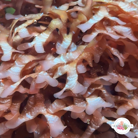 Flat-Branched Striped Gracilaria Macroalgae | Gracilaria mammaralis