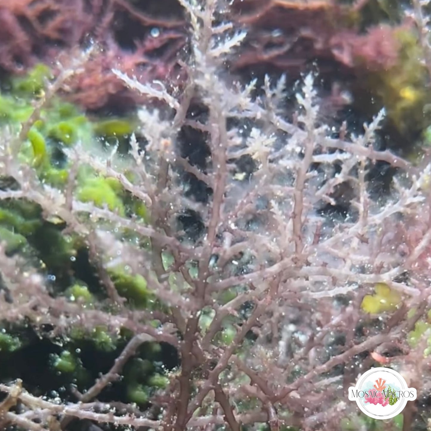 Prickly Seaweed Macroalgae | Acanthophora spicifera