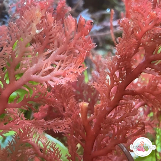 Sea Comb Macroalgae | Plocamium cartilagineum