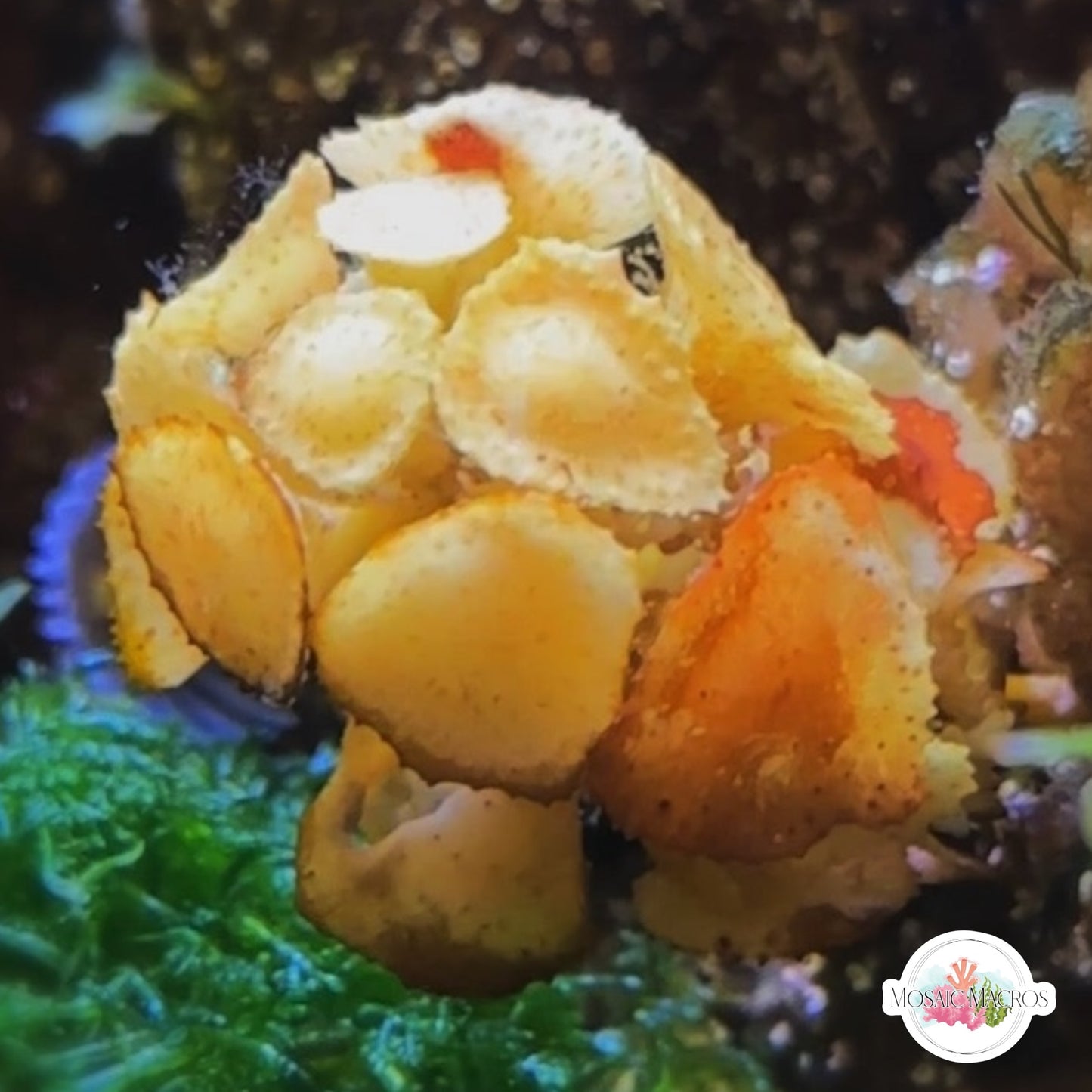 Blistered Saucer Leaf Macroalgae | Turbinaria turbinata
