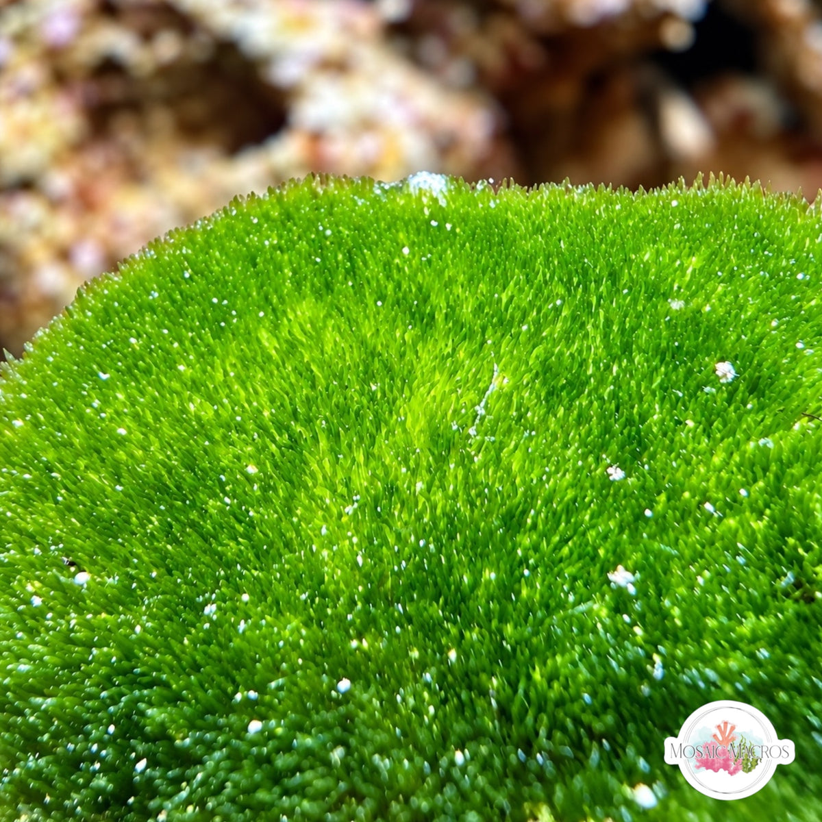 Pillow Moss Macroalgae | Chlorodesmis sp.