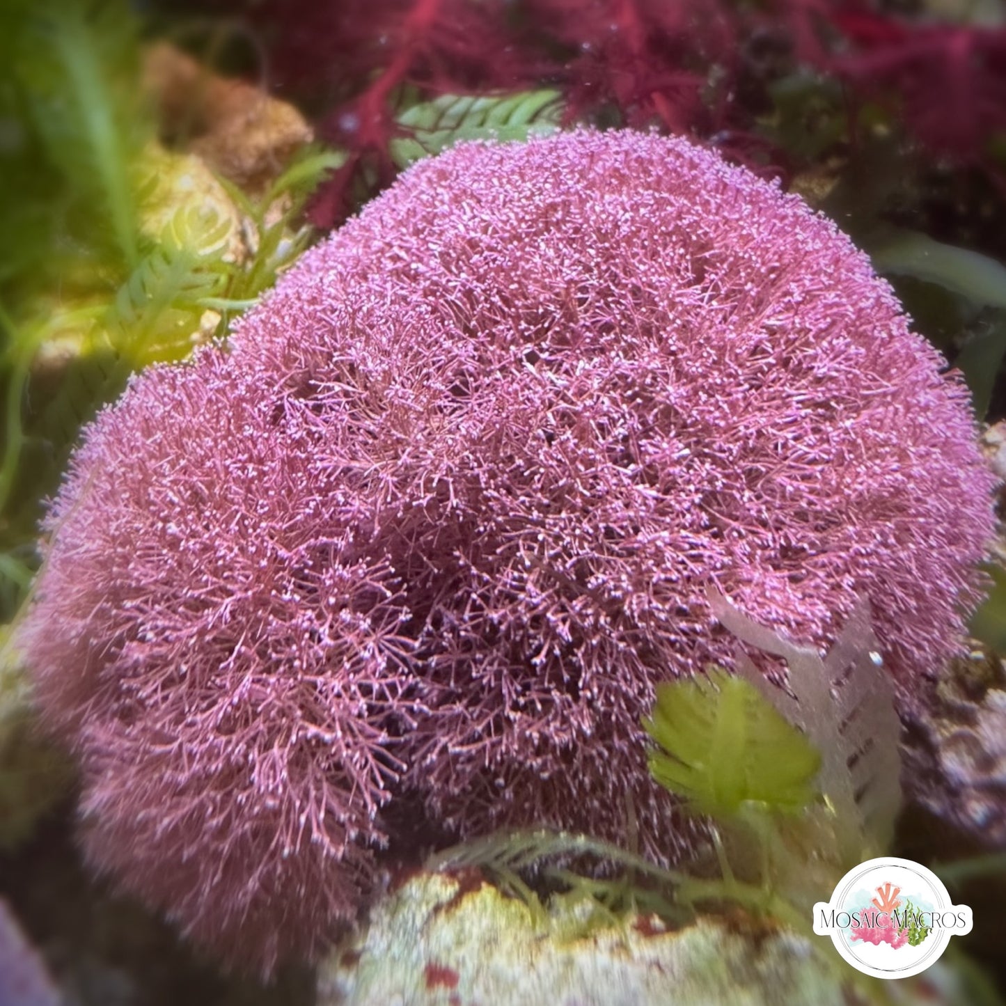 Finefork Coralline Macroalgae | Jania adhaerens