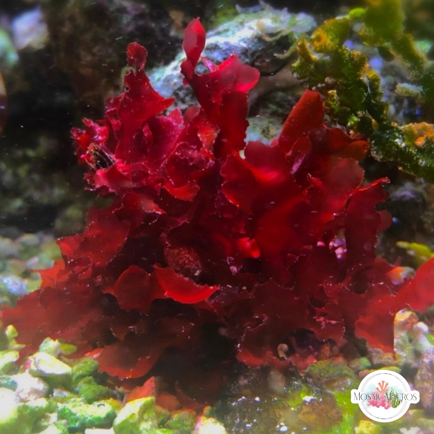 Gorgonian-Encrusting Macroalgae | Cryptonemia crenulata