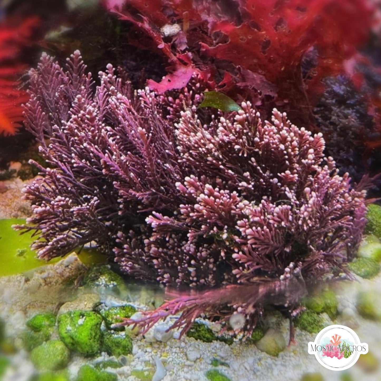 Coral Weed Macroalgae | Corallina officinalis