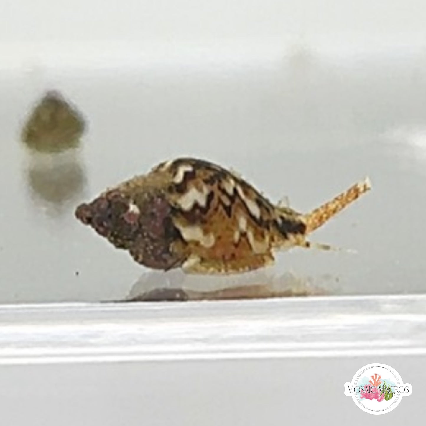 Dove Snail | Columbellid euplica