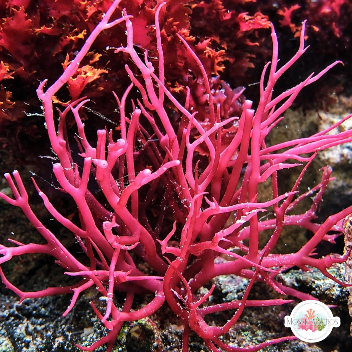 Bird’s Nest Gracilaria Macroalgae | Gracilaria sp.