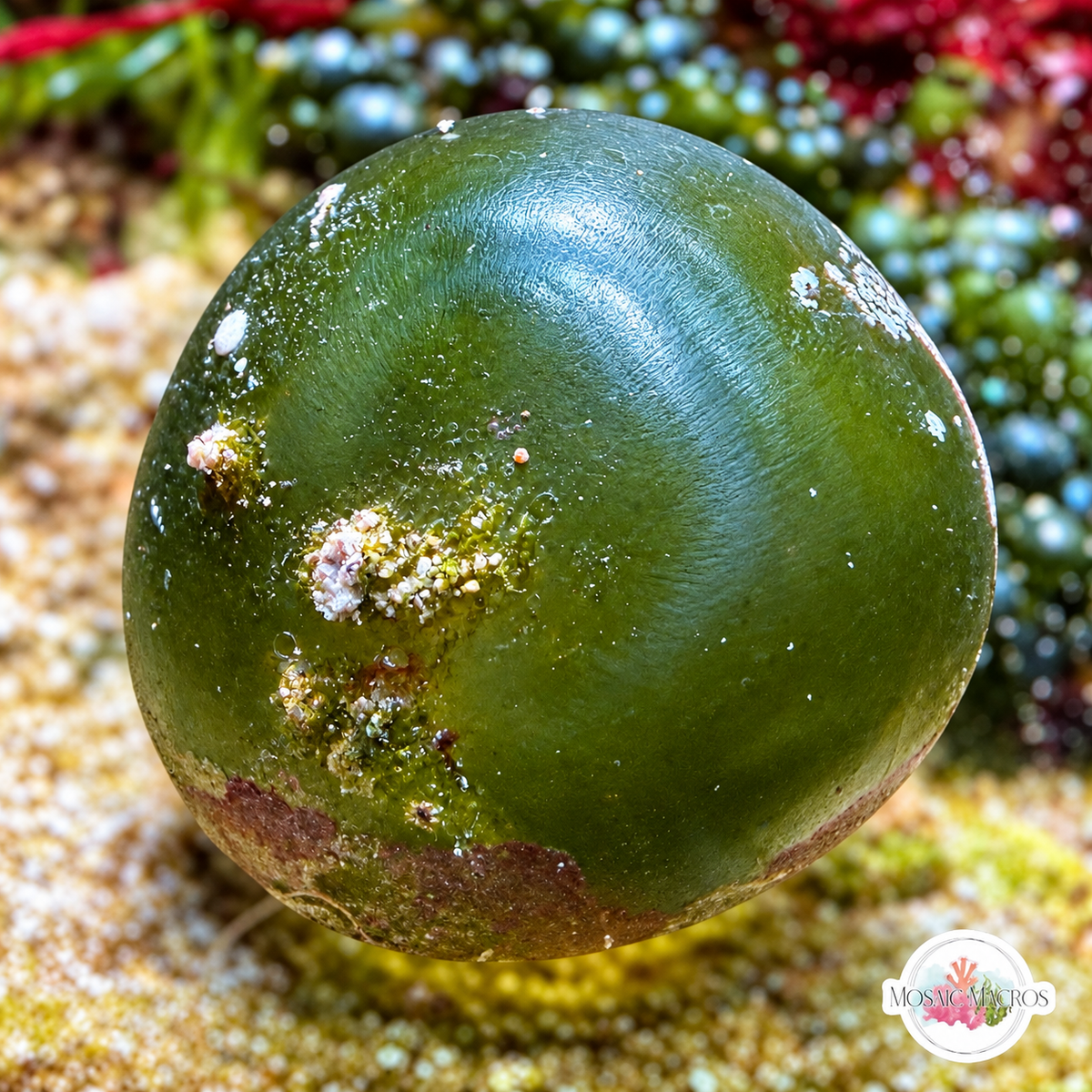 Sailor’s Eyeball Macroalgae | Valonia ventricosa