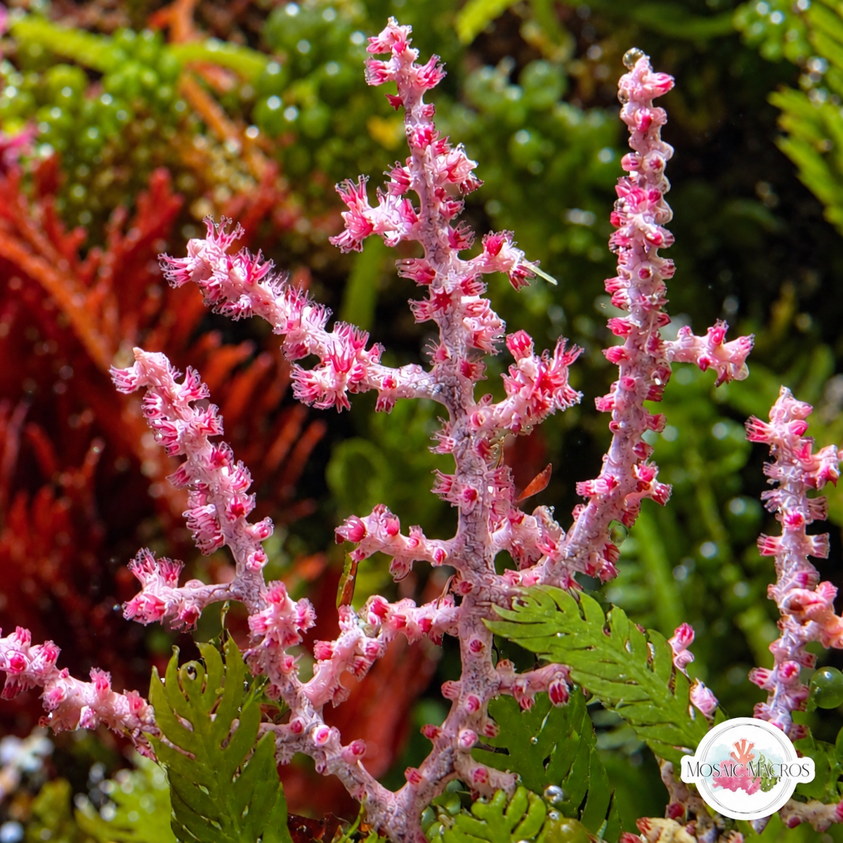 Cherry Tree Gorgonian | Muricella plectana